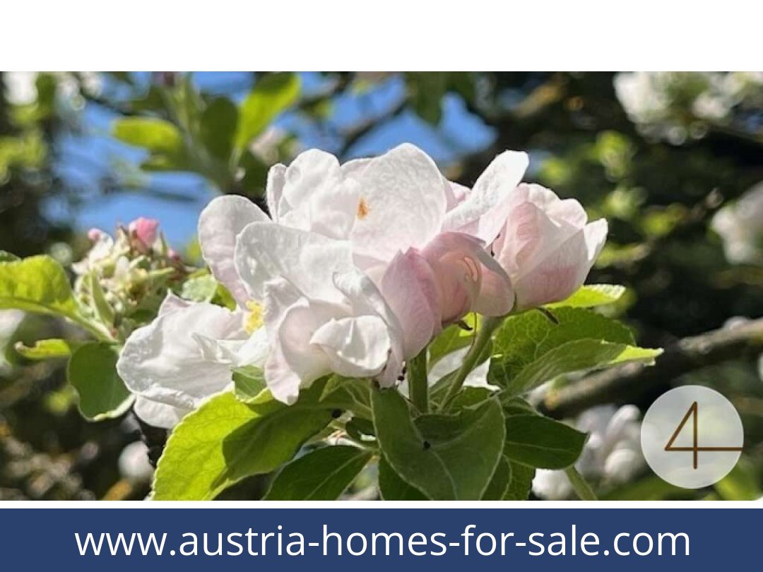 austria-homes-for-sale-perwarth-3263-20250921114900-0028201005.jpg
