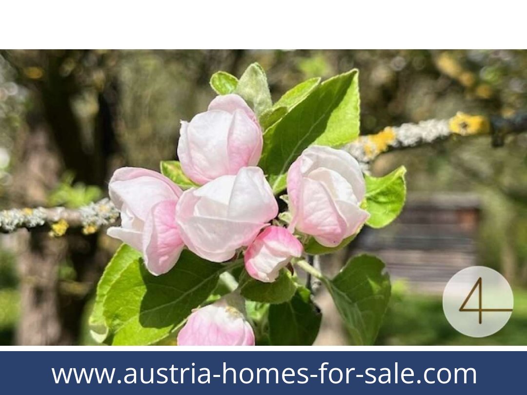 austria-homes-for-sale-perwarth-3263-20250921114900-0028201007.jpg
